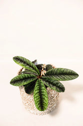 Labisia smaragdina